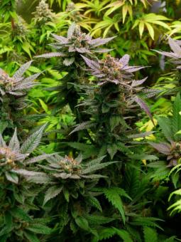 Glowstarz - картинка 4