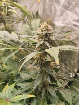 Fresh Candy - картинка 5