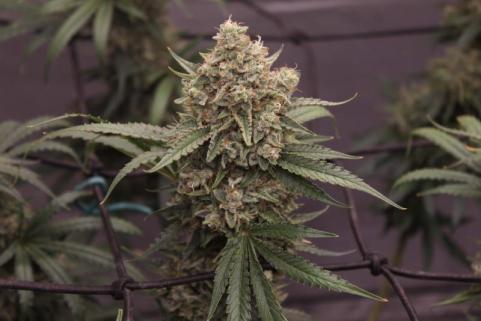 Blue Haze x Gelato 41 Auto - картинка 2