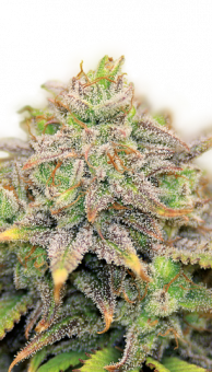 CBD-Warlock - картинка 1