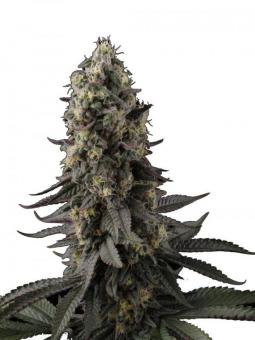 El Dorado OG - картинка 1