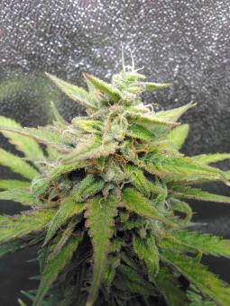 Smoothie Auto - картинка 4