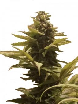 Frosty Friday - картинка 1