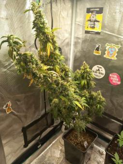 Auto Purple OG Punch - картинка 4