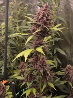 CBD Auto 1:1 (CBD Crack) - картинка 2