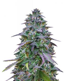 Cookies USA - картинка 1