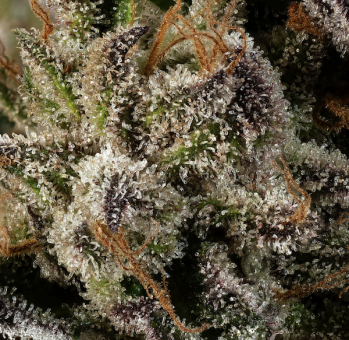 Boston Cream Pie - картинка 1