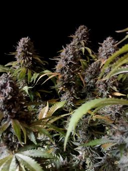 Auto Alpujarreña - картинка 3