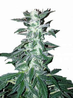 Short Rider Auto - картинка 2