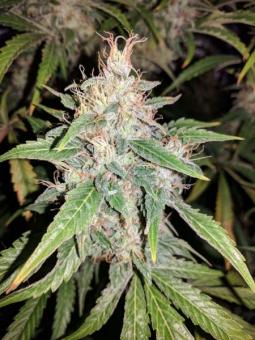 G14 Auto - картинка 6