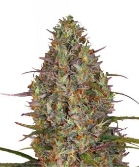 Glue Gelato Auto - картинка 1