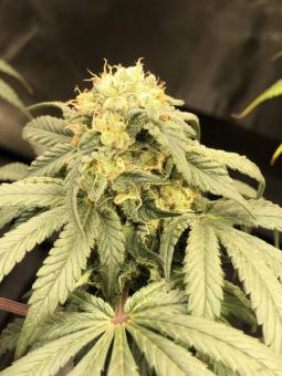 Karel's Dank - картинка 4