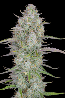 Wedding Cheesecake Auto - картинка 10