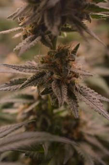 Chocobang - картинка 5