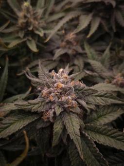 Lemonpaya - картинка 2