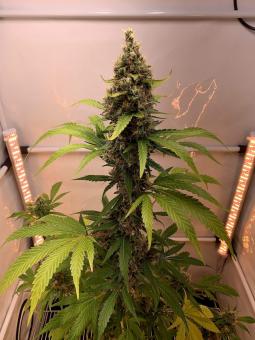 Nebula - картинка 4