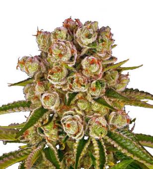 Kush Mintz - картинка 1