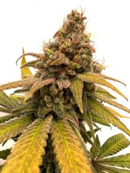 HighCloudZ - картинка 4