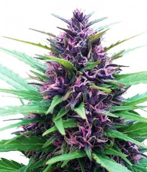 Shaman - картинка 1