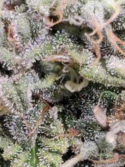 Romulan - картинка 3