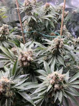 BCN Sour Diesel - картинка 5