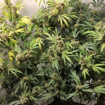 Gelato Seeds - картинка 6