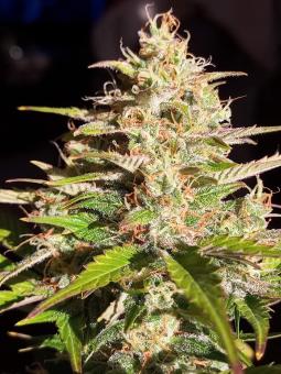 Lowryder autofem (IBL) - картинка 5