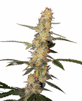 Rock Machine Auto - картинка 6