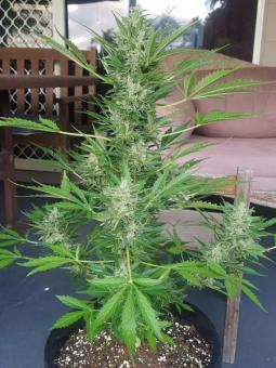 Sticky Fingers Auto - картинка 5