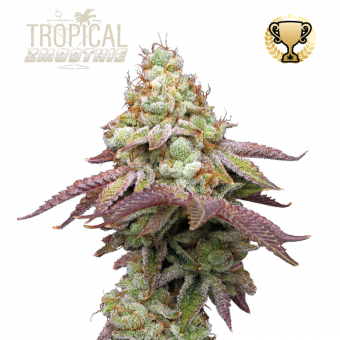 Tropical Zmoothie - картинка 1