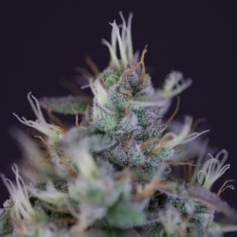 Blue Haze x Gelato 41 Auto - картинка 3