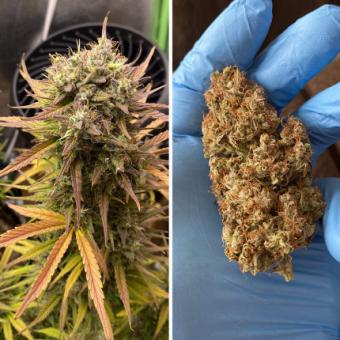 Auto Night Queen - картинка 5