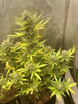 Bruce Lemon Diesel - картинка 6