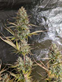 Space Cookies Auto - картинка 4