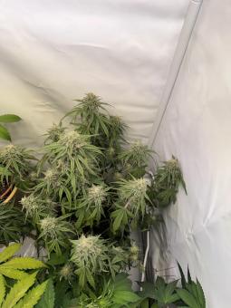 Sugarlato Auto - картинка 4