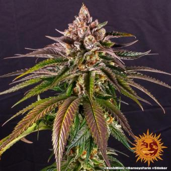 Kush Mintz - картинка 3