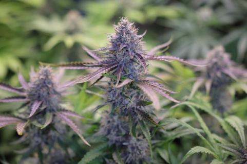 Guava x Gelato 41 Auto - картинка 4