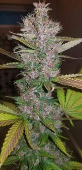 C4 Auto - картинка 2