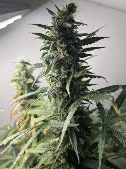 Six Shooter Auto - картинка 1