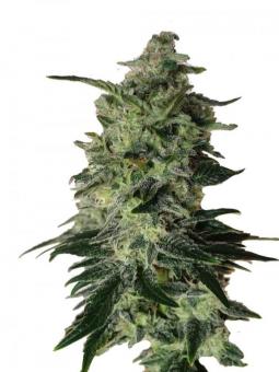 Buddha Gelato - картинка 1