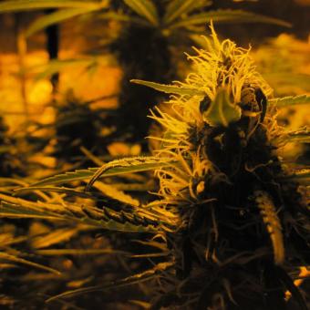 Lowryder autofem (IBL) - картинка 4