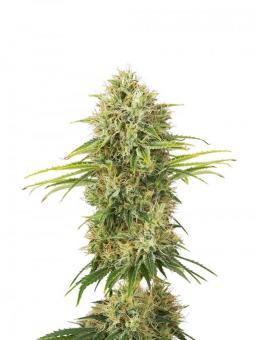 Cookies Fast - картинка 1