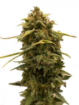 Ztrawberriez Auto - картинка 7