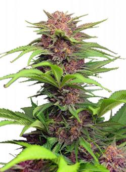 Red Mimosa XL Auto - картинка 1