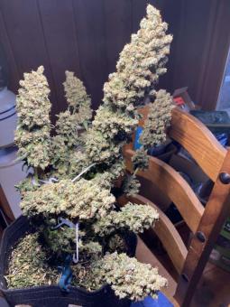 Auto Elephant - картинка 9