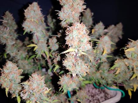 Northern Light Blue Auto - картинка 5