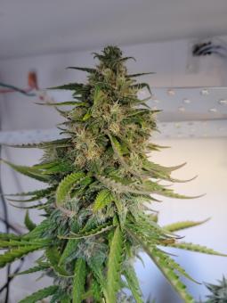 Kalashnikova Auto - картинка 1