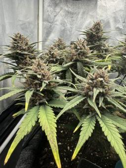Tropicana Cookies Auto - картинка 6