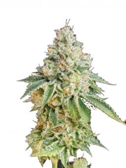 Patagonia Auto - картинка 1