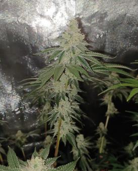 Ice Cream - картинка 3